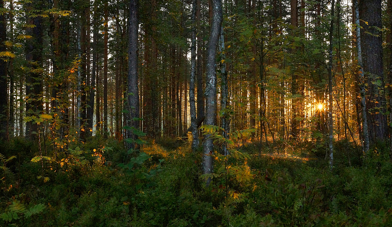 Лесное ленинградская область. Тайга Ленинградской области. Сосновый лес в Ленинградской области. Природа Всеволожского района Ленинградской области. Лес Всеволожск.